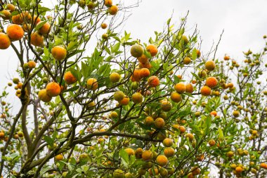 Ağaçtaki portakallar hasat için hazır. Göbek portakalı, Citrus sinensis veya 