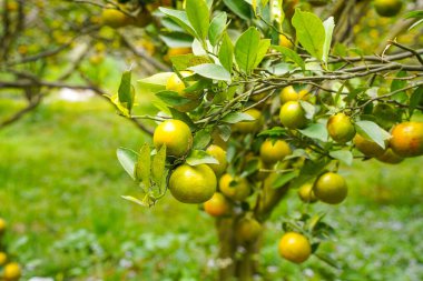 Ağaçtaki portakallar hasat için hazır. Göbek portakalı, Citrus sinensis veya 