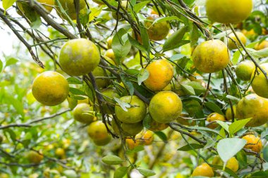 Ağaçtaki portakallar hasat için hazır. Göbek portakalı, Citrus sinensis veya 