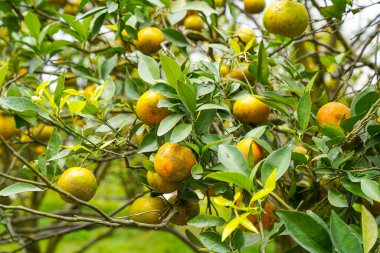 Ağaçtaki portakallar hasat için hazır. Göbek portakalı, Citrus sinensis veya 