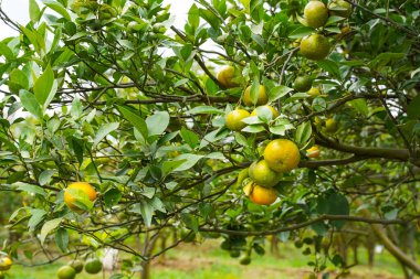 Ağaçtaki portakallar hasat için hazır. Göbek portakalı, Citrus sinensis veya 