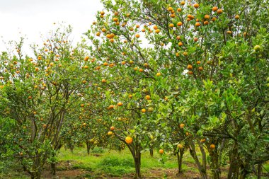 Ağaçtaki portakallar hasat için hazır. Göbek portakalı, Citrus sinensis veya 