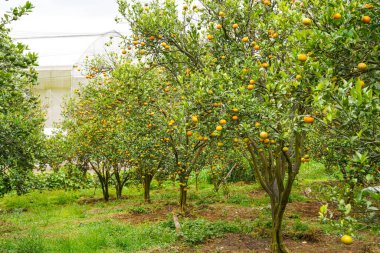 Ağaçtaki portakallar hasat için hazır. Göbek portakalı, Citrus sinensis veya 
