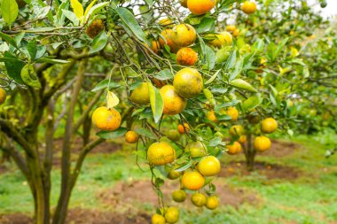 Ağaçtaki portakallar hasat için hazır. Göbek portakalı, Citrus sinensis veya 