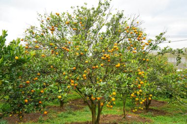 Ağaçtaki portakallar hasat için hazır. Göbek portakalı, Citrus sinensis veya 