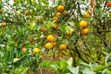 Ağaçtaki portakallar hasat için hazır. Göbek portakalı, Citrus sinensis veya 