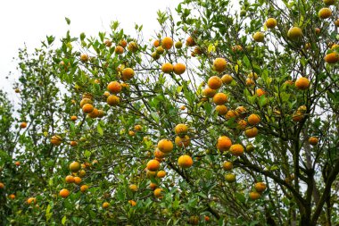 Ağaçtaki portakallar hasat için hazır. Göbek portakalı, Citrus sinensis veya 