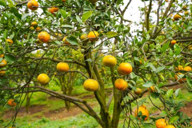 Ağaçtaki portakallar hasat için hazır. Göbek portakalı, Citrus sinensis veya 