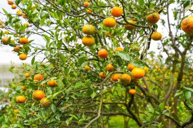 Ağaçtaki portakallar hasat için hazır. Göbek portakalı, Citrus sinensis veya 