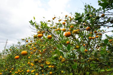 Ağaçtaki portakallar hasat için hazır. Göbek portakalı, Citrus sinensis veya 