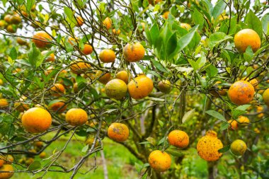 Ağaçtaki portakallar hasat için hazır. Göbek portakalı, Citrus sinensis veya 