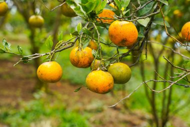 Ağaçtaki portakallar hasat için hazır. Göbek portakalı, Citrus sinensis veya 