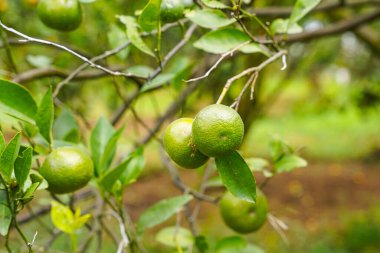 Ağaçtaki portakallar hasat için hazır. Göbek portakalı, Citrus sinensis veya 