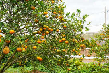 Ağaçtaki portakallar hasat için hazır. Göbek portakalı, Citrus sinensis veya 