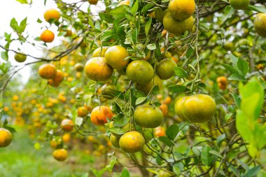 Ağaçtaki portakallar hasat için hazır. Göbek portakalı, Citrus sinensis veya 