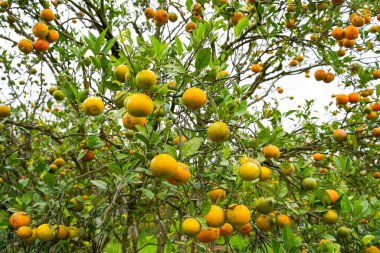 Ağaçtaki portakallar hasat için hazır. Göbek portakalı, Citrus sinensis veya 