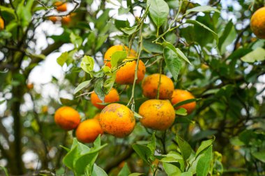 Ağaçtaki portakallar hasat için hazır. Göbek portakalı, Citrus sinensis veya 