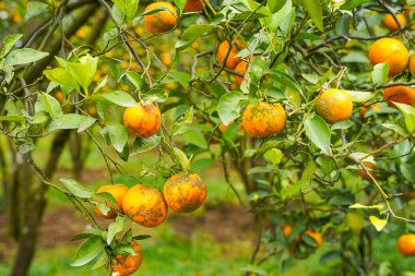 Ağaçtaki portakallar hasat için hazır. Göbek portakalı, Citrus sinensis veya 