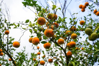 Ağaçtaki portakallar hasat için hazır. Göbek portakalı, Citrus sinensis veya 