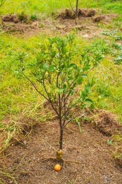 Ağaçtaki portakallar hasat için hazır. Göbek portakalı, Citrus sinensis veya 