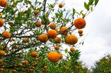 Ağaçtaki portakallar hasat için hazır. Göbek portakalı, Citrus sinensis veya 