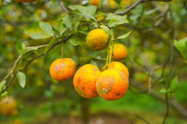 Ağaçtaki portakallar hasat için hazır. Göbek portakalı, Citrus sinensis veya 