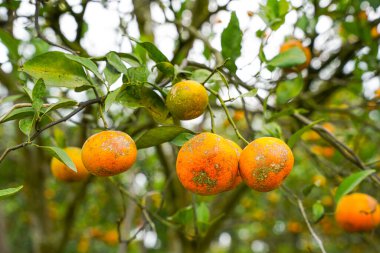 Ağaçtaki portakallar hasat için hazır. Göbek portakalı, Citrus sinensis veya 