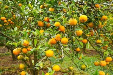 Ağaçtaki portakallar hasat için hazır. Göbek portakalı, Citrus sinensis veya 