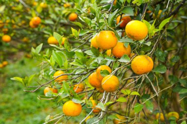 Ağaçtaki portakallar hasat için hazır. Göbek portakalı, Citrus sinensis veya 