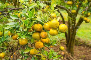 Ağaçtaki portakallar hasat için hazır. Göbek portakalı, Citrus sinensis veya 