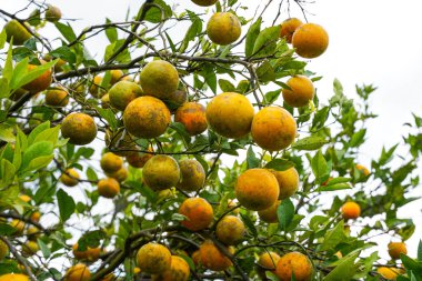 Ağaçtaki portakallar hasat için hazır. Göbek portakalı, Citrus sinensis veya 
