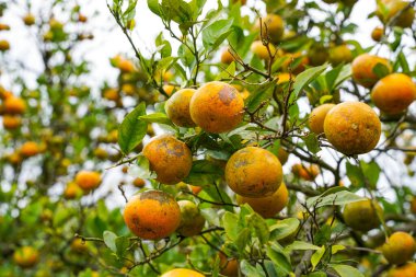 Ağaçtaki portakallar hasat için hazır. Göbek portakalı, Citrus sinensis veya 