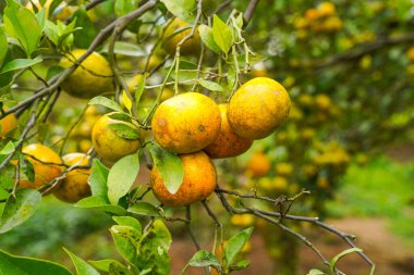 Ağaçtaki portakallar hasat için hazır. Göbek portakalı, Citrus sinensis veya 