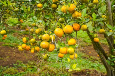 Ağaçtaki portakallar hasat için hazır. Göbek portakalı, Citrus sinensis veya 