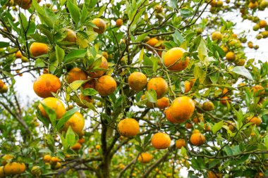 Ağaçtaki portakallar hasat için hazır. Göbek portakalı, Citrus sinensis veya 