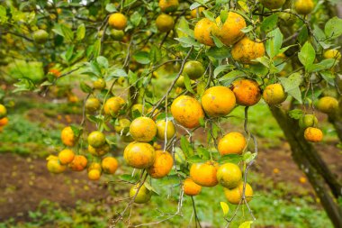 Ağaçtaki portakallar hasat için hazır. Göbek portakalı, Citrus sinensis veya 
