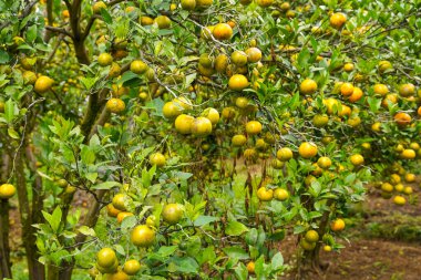 Ağaçtaki portakallar hasat için hazır. Göbek portakalı, Citrus sinensis veya 