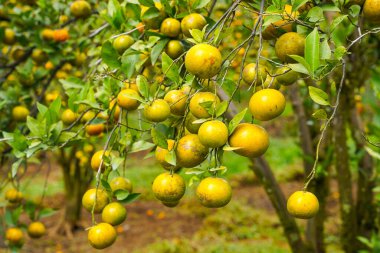 Ağaçtaki portakallar hasat için hazır. Göbek portakalı, Citrus sinensis veya 