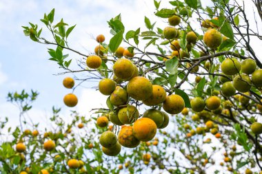 Ağaçtaki portakallar hasat için hazır. Göbek portakalı, Citrus sinensis veya 