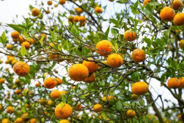 Ağaçtaki portakallar hasat için hazır. Göbek portakalı, Citrus sinensis veya 