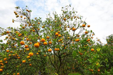Ağaçtaki portakallar hasat için hazır. Göbek portakalı, Citrus sinensis veya 