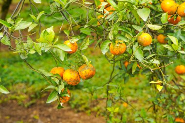 Ağaçtaki portakallar hasat için hazır. Göbek portakalı, Citrus sinensis veya 