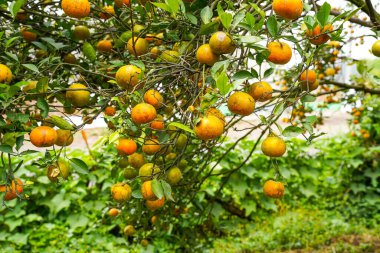 Ağaçtaki portakallar hasat için hazır. Göbek portakalı, Citrus sinensis veya 
