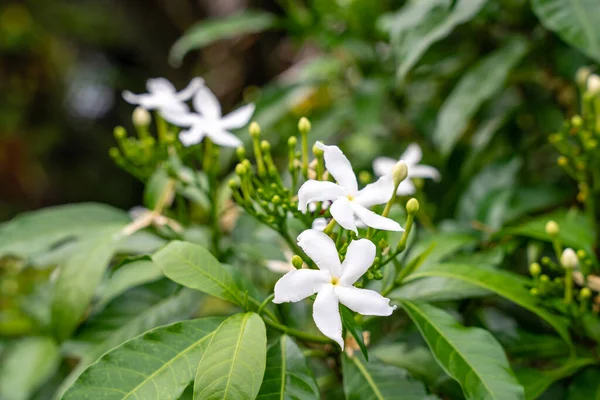 Jasminum sambac, Hindistan 'ın güneydoğu Asya bölgesinden tropikal Asya' ya özgü bir yasemin türüdür..