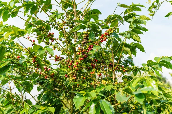 Kahve bitkisinin dalında taze kahve çekirdekleri. Arabica kahve ağacı fidanlığı yaprakları. Ağaçta olgunlaşan kahve çekirdekleri. 