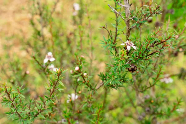 Leptospermum scoparium, Myrtaceae familyasından Güney Doğu Avustralya ve Yeni Zelanda 'da yetişen bir bitki türü..