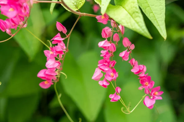 Pembe Meksika Sarmaşığı (Antigonon leptopot Hook. Arn.) Bahçede tomurcuklanıyor. Pembe sarmaşık, mercan üzümü, Meksika sarmaşığı, aşk zinciri, Honolulu sarmaşığı, çiçek nektarı. seçici odak.