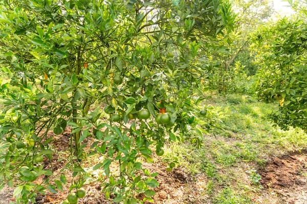 Ağaçtaki portakallar hasat için hazır. Göbek portakalı, Citrus sinensis veya 