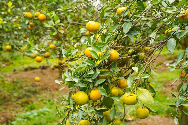 Ağaçtaki portakallar hasat için hazır. Göbek portakalı, Citrus sinensis veya 