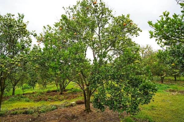Ağaçtaki portakallar hasat için hazır. Göbek portakalı, Citrus sinensis veya 